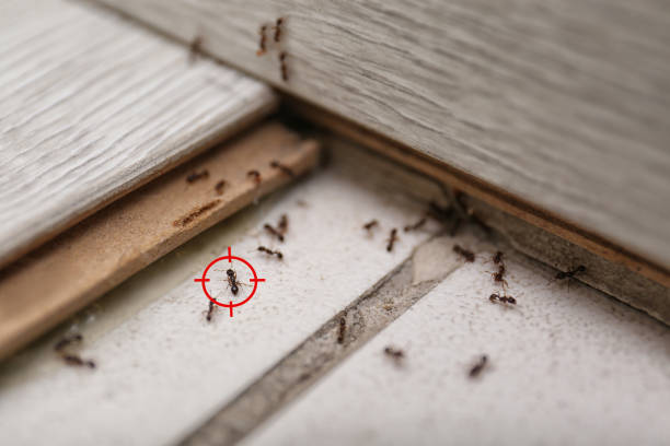 Best Insect Control  in Mount Vernon, VA
