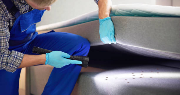 Best Local Pest Control Services  in Mount Vernon, VA