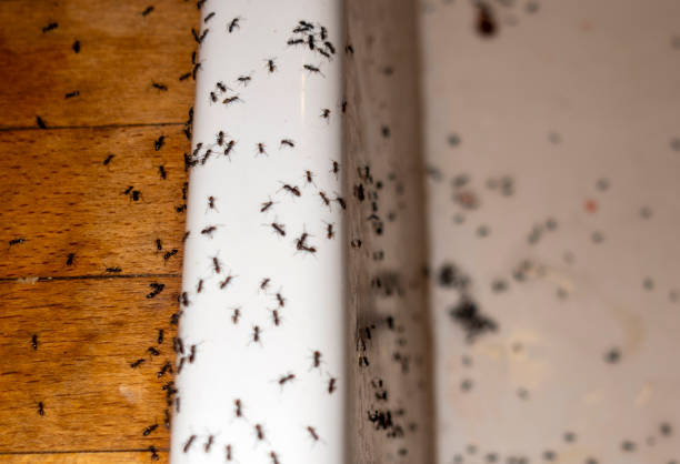 Best Bed Bug Extermination  in Mount Vernon, VA