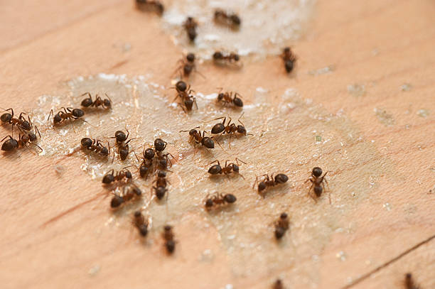 Wasp Removal Services in Mount Vernon, VA