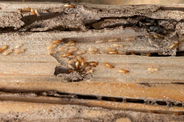 Best Spider Control Near Me  in Mount Vernon, VA