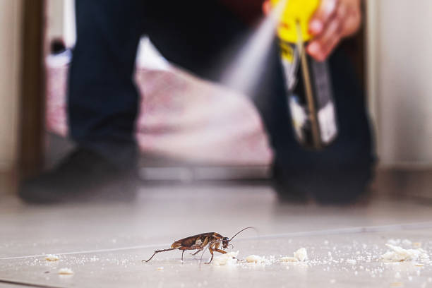 Best Wasp Removal Services  in Mount Vernon, VA
