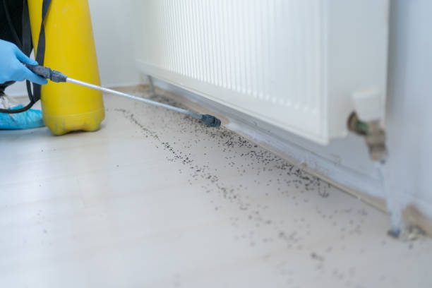 Best Termite Control Services  in Mount Vernon, VA
