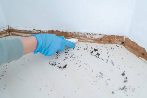 Best Residential Pest Control  in Mount Vernon, VA